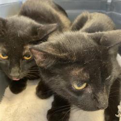 Shelter Stray Unknown Cat last seen , 12910 Yukon Ave, Hawthorne, CA 90250, USA