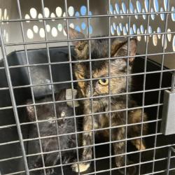 Shelter Stray Unknown Cat last seen , 12910 Yukon Ave, Hawthorne, CA 90250, USA