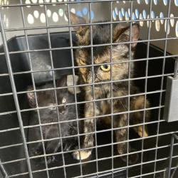 Shelter Stray Unknown Cat last seen , 12910 Yukon Ave, Hawthorne, CA 90250, USA