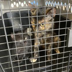 Shelter Stray Unknown Cat last seen , 12910 Yukon Ave, Hawthorne, CA 90250, USA