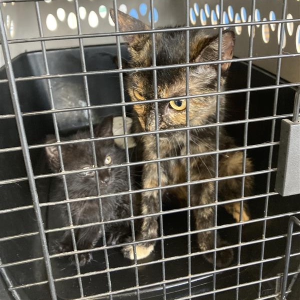 Shelter Stray Unknown Cat last seen , 12910 Yukon Ave, Hawthorne, CA 90250, USA