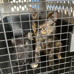 Shelter Stray Unknown Cat last seen , 12910 Yukon Ave, Hawthorne, CA 90250, USA