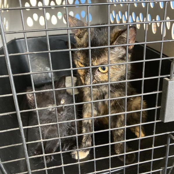 Shelter Stray Unknown Cat last seen , 12910 Yukon Ave, Hawthorne, CA 90250, USA