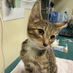 Shelter Stray Male Cat last seen , 361 S Raymond Ave, Pasadena, CA 91105, USA