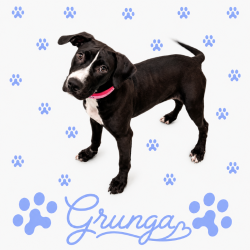 Shelter Stray Female Dog last seen , 2350 Appling City Cove, Memphis, TN 38133, USA