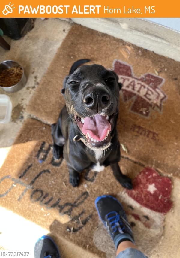 Found/Stray Female Dog last seen Sandhurst and Carroll Dr. in Horn Lake, MS, Horn Lake, MS 38637