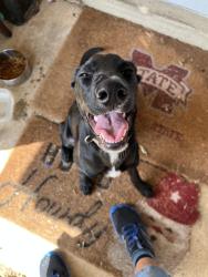 Found/Stray Female Dog last seen Sandhurst and Carroll Dr. in Horn Lake, MS, Horn Lake, MS 38637