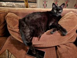 Reunited Female Cat last seen Sandia Heights Drive, NE, Albuquerque, NM 87122