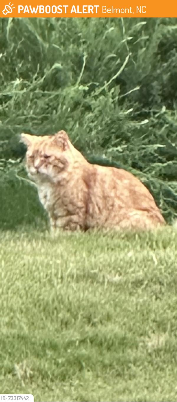Found/Stray Unknown Cat last seen Carolina Riverside, Belmont, NC 28012