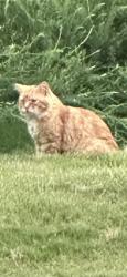 Found/Stray Unknown Cat last seen Carolina Riverside, Belmont, NC 28012