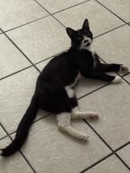 Lost Male Cat last seen Camden High School almost across from the parked school buses lot, Camden, SC 29020