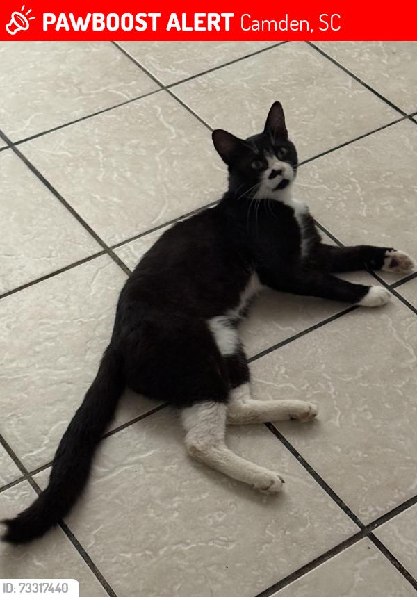 Lost Male Cat last seen Camden High School almost across from the parked school buses lot, Camden, SC 29020