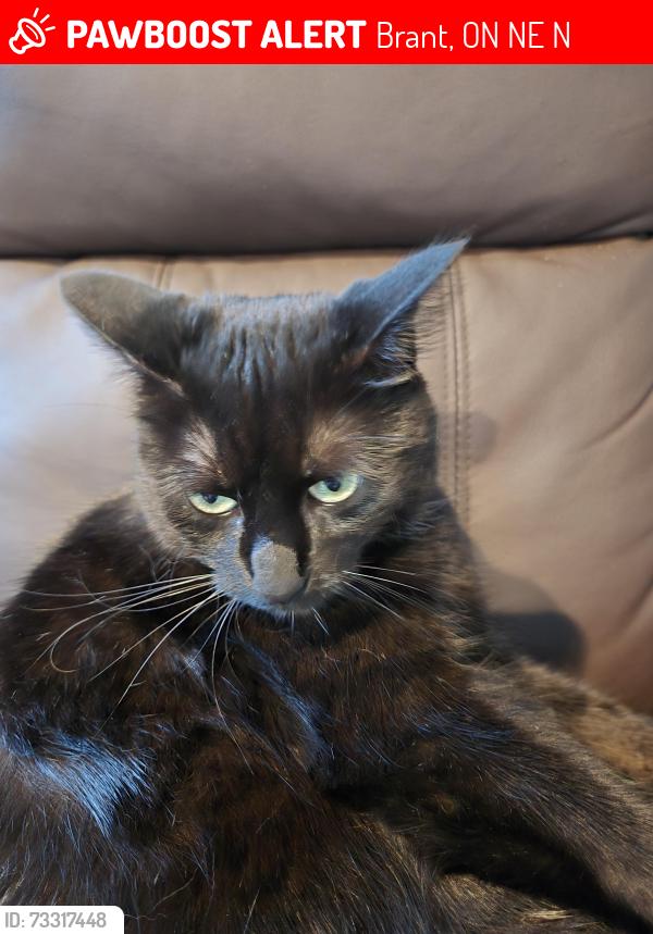 Lost Female Cat last seen Near high street, Brant, ON N0E 1N0