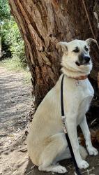 Reunited Female Dog last seen Near hwy 192, Carpinteria, CA 93013