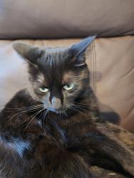 Lost Female Cat last seen Near high street, Brant, ON N0E 1N0