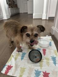 Reunited Male Dog last seen Emancipation Blvd near TSU, Houston, TX 77004