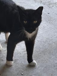 Lost Female Cat last seen Apache, West Palm Beach, FL 33412