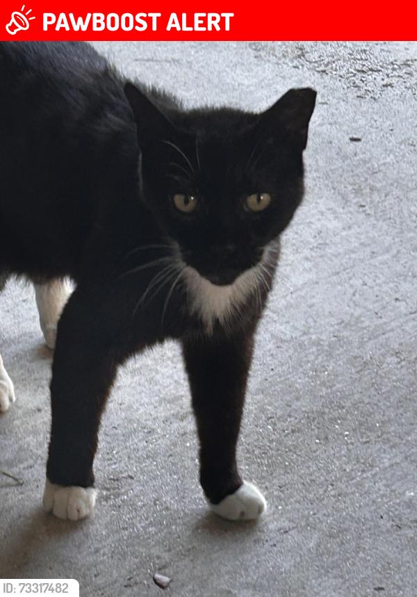 Lost Female Cat last seen Apache, West Palm Beach, FL 33412