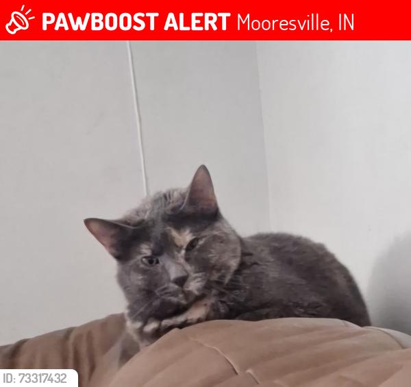 Lost Female Cat last seen Rooker Road, SR144, SR67, Mooresville, IN 46158