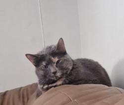 Lost Female Cat last seen Rooker Road, SR144, SR67, Mooresville, IN 46158