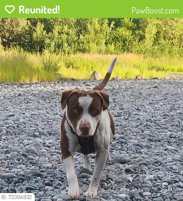 Reunited Male Dog last seen Lower elwha rd trailhead, Port Angeles, WA 98363