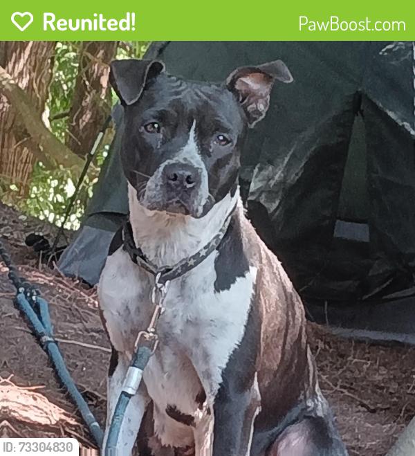 Reunited Female Dog last seen Lower elwha road, Lower Elwha, WA 98363