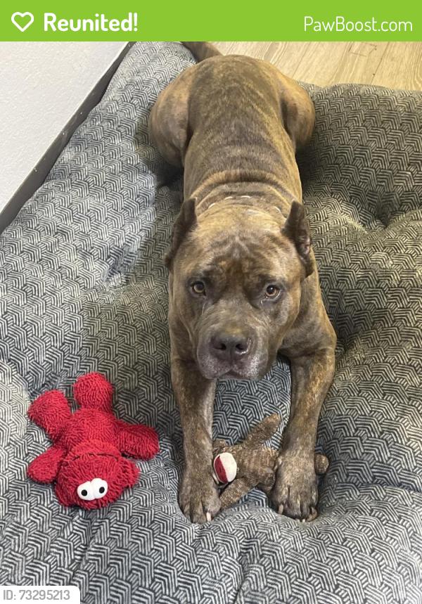 Reunited Male Dog last seen Richlands highway, Richlands, NC 28574