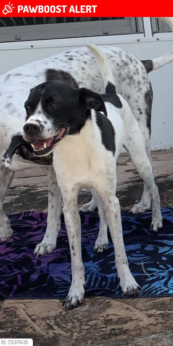 Lost Male Dog last seen Bridle Ct and Indiantown, Palm Beach County, FL 33478