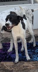 Lost Male Dog last seen Bridle Ct and Indiantown, Palm Beach County, FL 33478