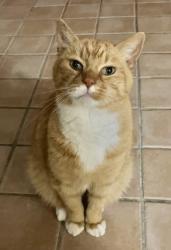 Reunited Male Cat last seen The Hesketh Pub, Cheadle Hulme, England SK8 5BA