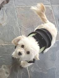 Reunited Female Dog last seen Roselle ave and merle ave modesto, Modesto, CA 95355