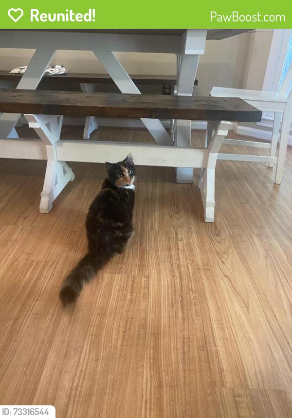Reunited Female Cat last seen Pickett’s Mill Road, Possum Creek, Oliver Overlook, Dallas, GA 30132