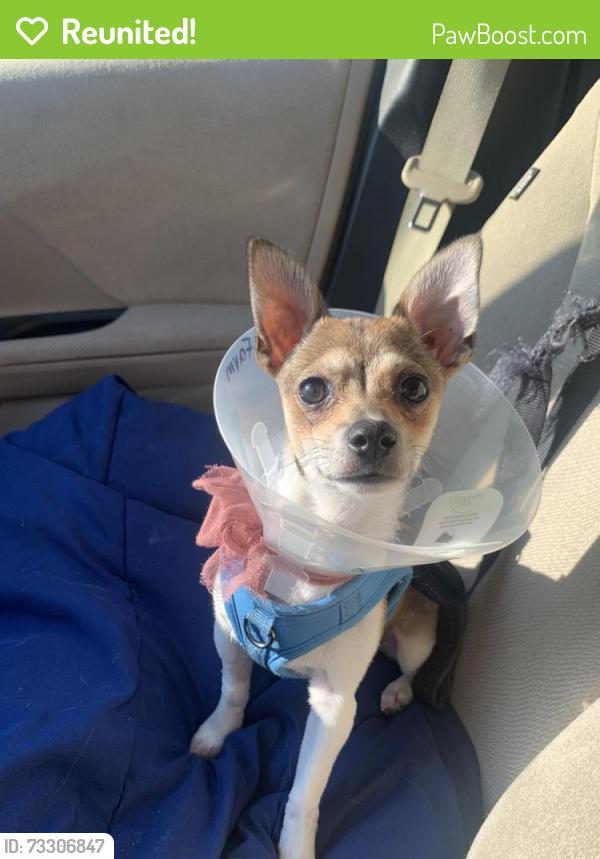 Reunited Male Dog last seen Village Point Lake Drive, Clemmons, NC 27012, USA, Clemmons, NC 27012
