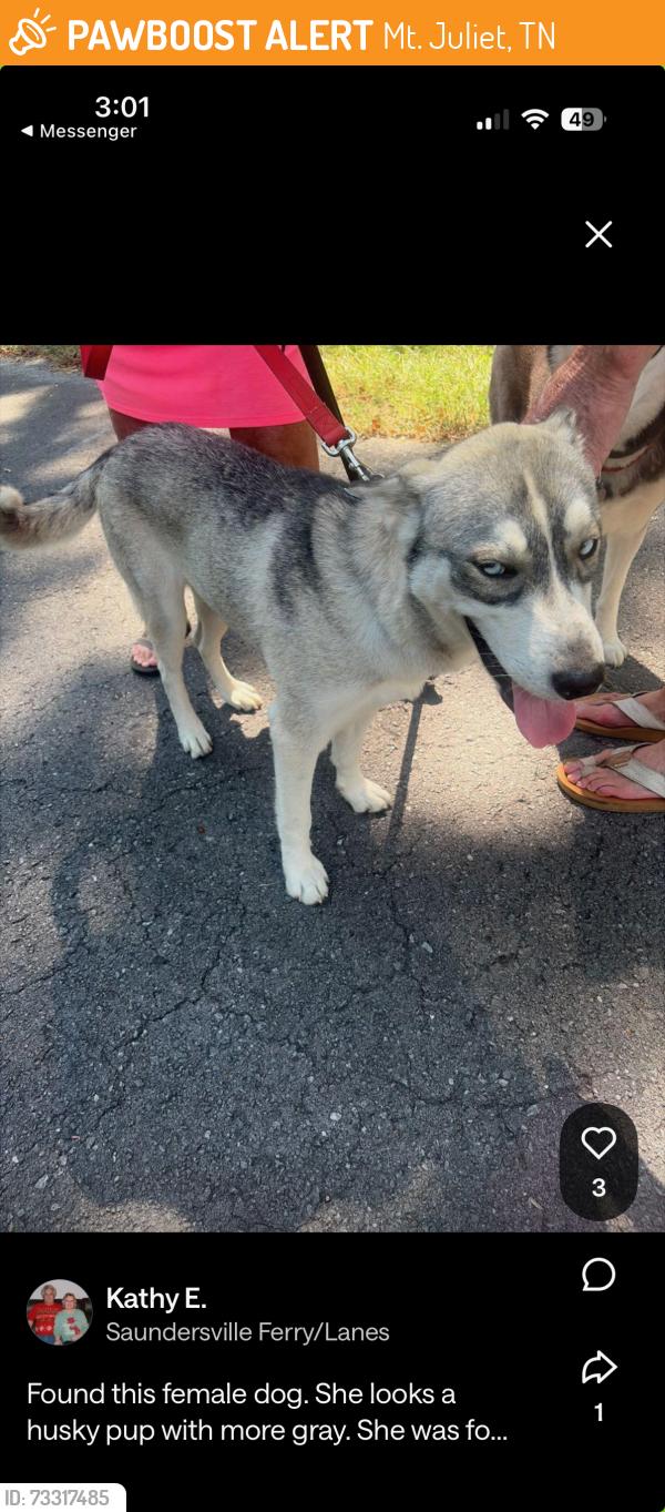 Found/Stray Female Dog last seen Noel Dr / Weeping Elm Rd, Mt. Juliet, TN 37122