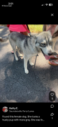 Found/Stray Female Dog last seen Noel Dr / Weeping Elm Rd, Mt. Juliet, TN 37122