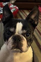 Reunited Female Dog last seen Near sw 216th ave, Beaverton, OR 97006
