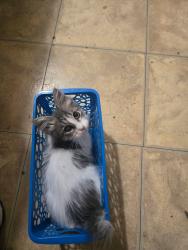 Shelter Stray Male Cat last seen Bexar County, 3353 Morningside Dr, New Braunfels, TX 78132, USA
