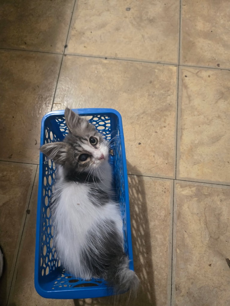 Shelter Stray Male Cat last seen Bexar County, 3353 Morningside Dr, New Braunfels, TX 78132, USA