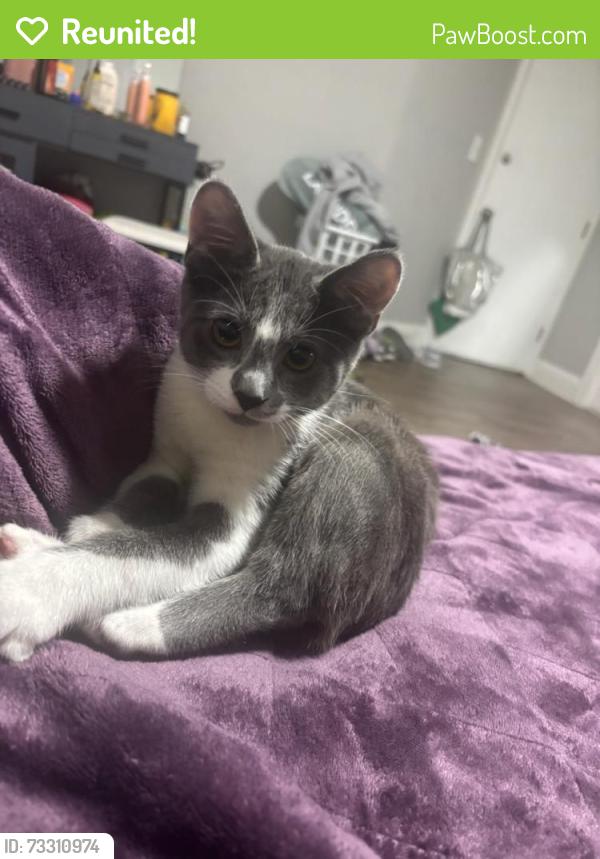 Reunited Male Cat last seen Near Powell St, Oakland, CA 94608, USA, Oakland, CA 94608