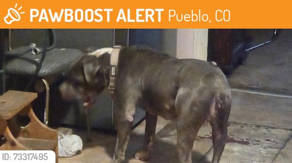 Found/Stray Female Dog last seen Orman and Illinois, Pueblo, CO 81004