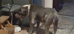 Found/Stray Female Dog last seen Orman and Illinois, Pueblo, CO 81004