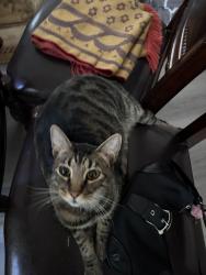 Lost Male Cat last seen Silver Crossing & Cold Creek Court, Bakersfield, CA 93313