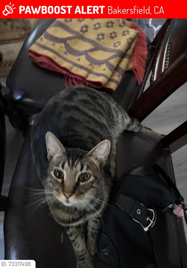 Lost Male Cat last seen Silver Crossing & Cold Creek Court, Bakersfield, CA 93313