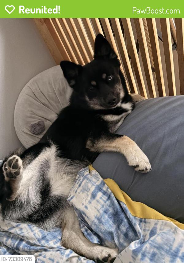 Reunited Female Dog last seen Commodore drive, Newport News, VA 23602