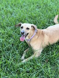 Lost Female Dog last seen Hialeah Drive, Hialeah, FL 33013