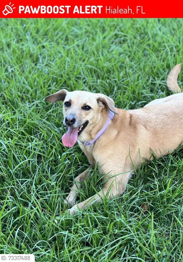Lost Female Dog last seen Hialeah Drive, Hialeah, FL 33013