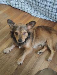 Found/Stray Male Dog last seen BP Gas Station On Old Randleman Rd, Greensboro, NC 27406