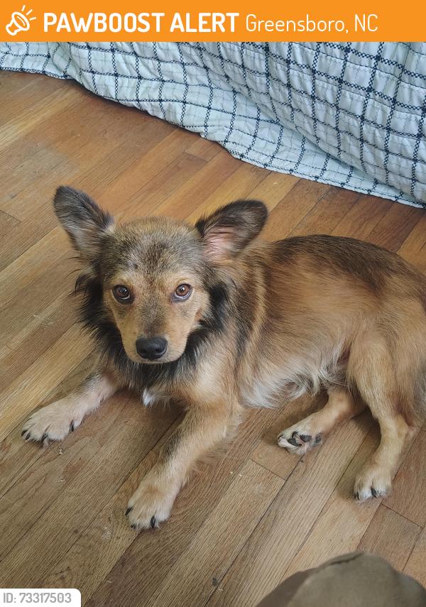 Found/Stray Male Dog last seen BP Gas Station On Old Randleman Rd, Greensboro, NC 27406