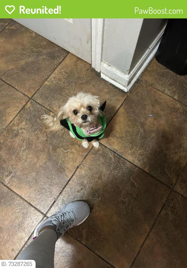 Reunited Female Dog last seen Beechwood and Edinboro, Maple Heights, OH 44137