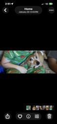 Lost Male Dog last seen By Robert frost park, Sacramento, CA 95842
